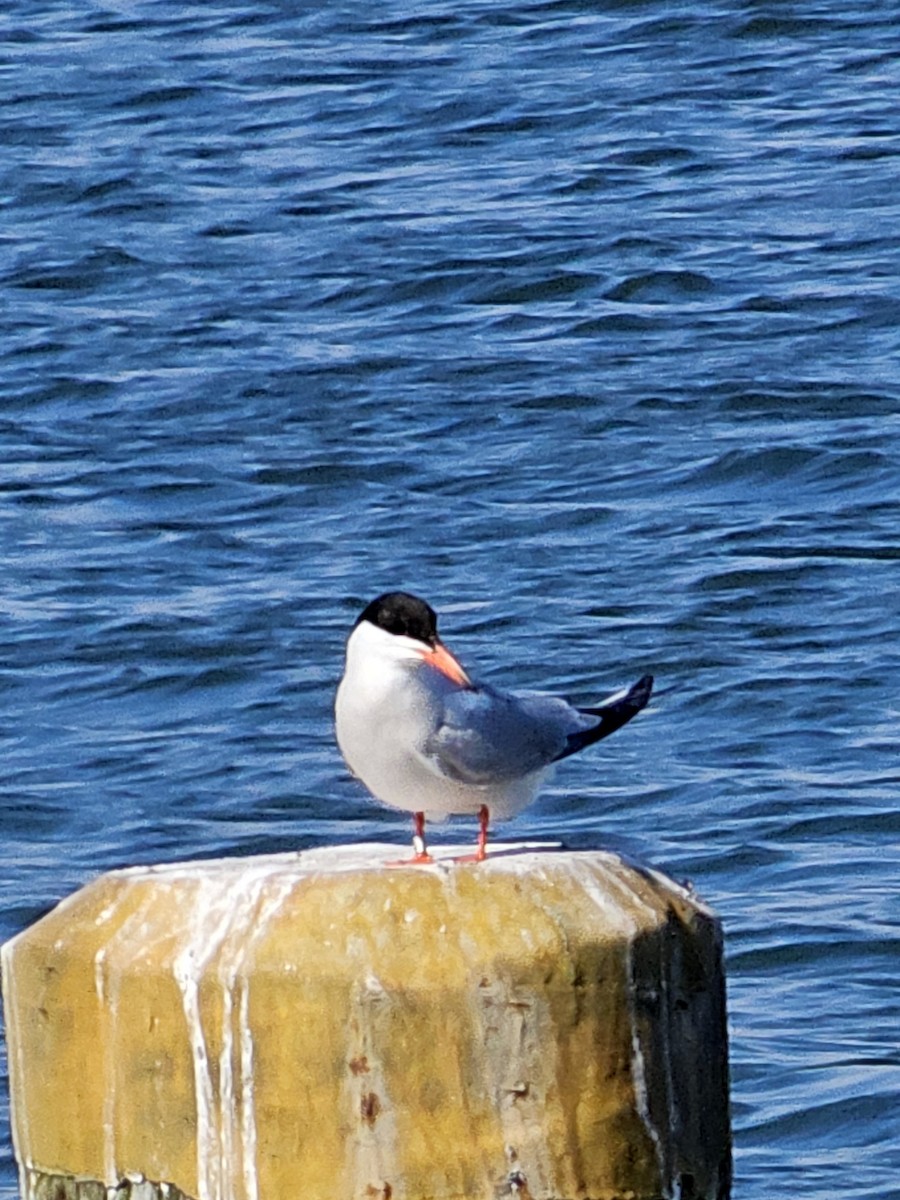 Common Tern - ML620078241