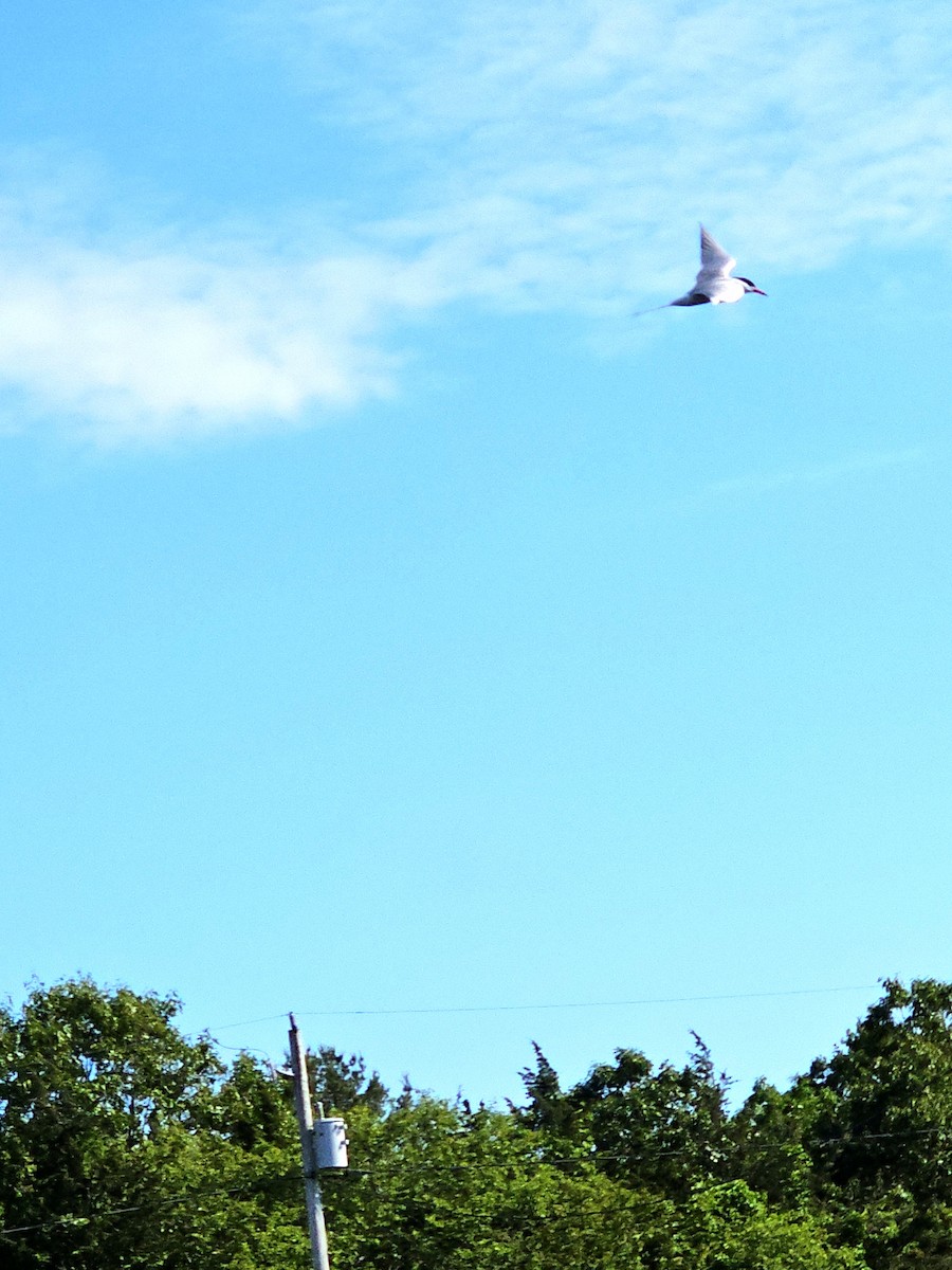 Common Tern - ML620078242