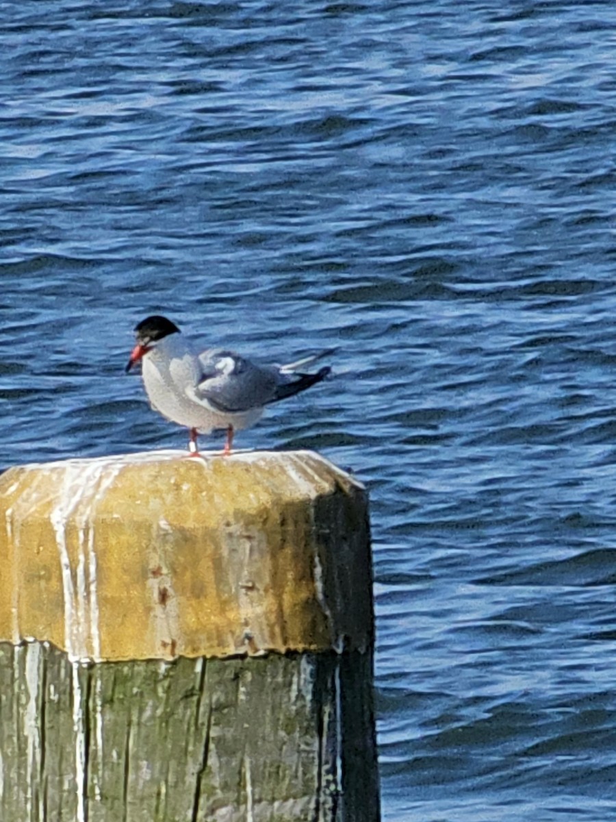 Common Tern - ML620078243