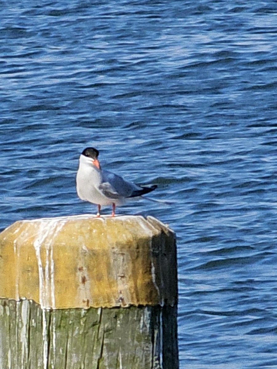 Common Tern - ML620078244