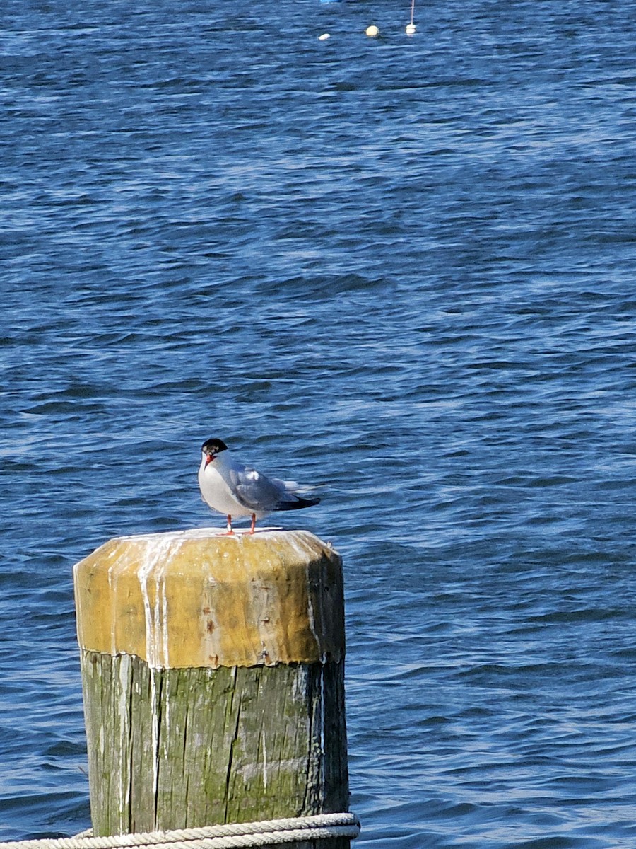 Common Tern - ML620078246