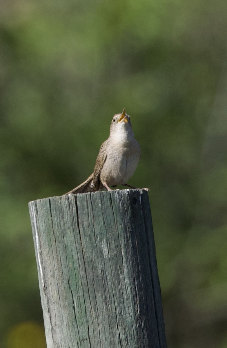 House Wren - ML620078251