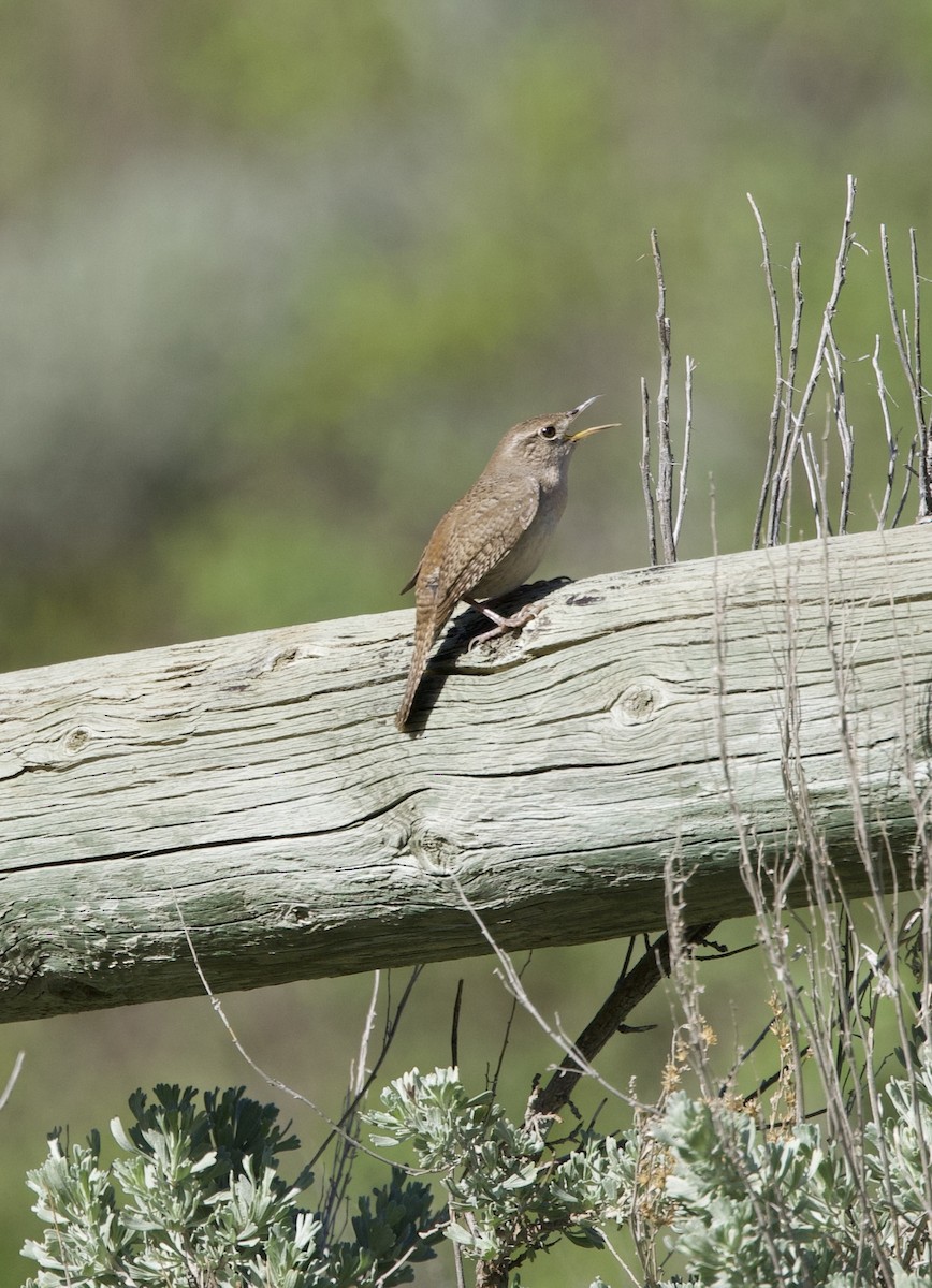 House Wren - ML620078252