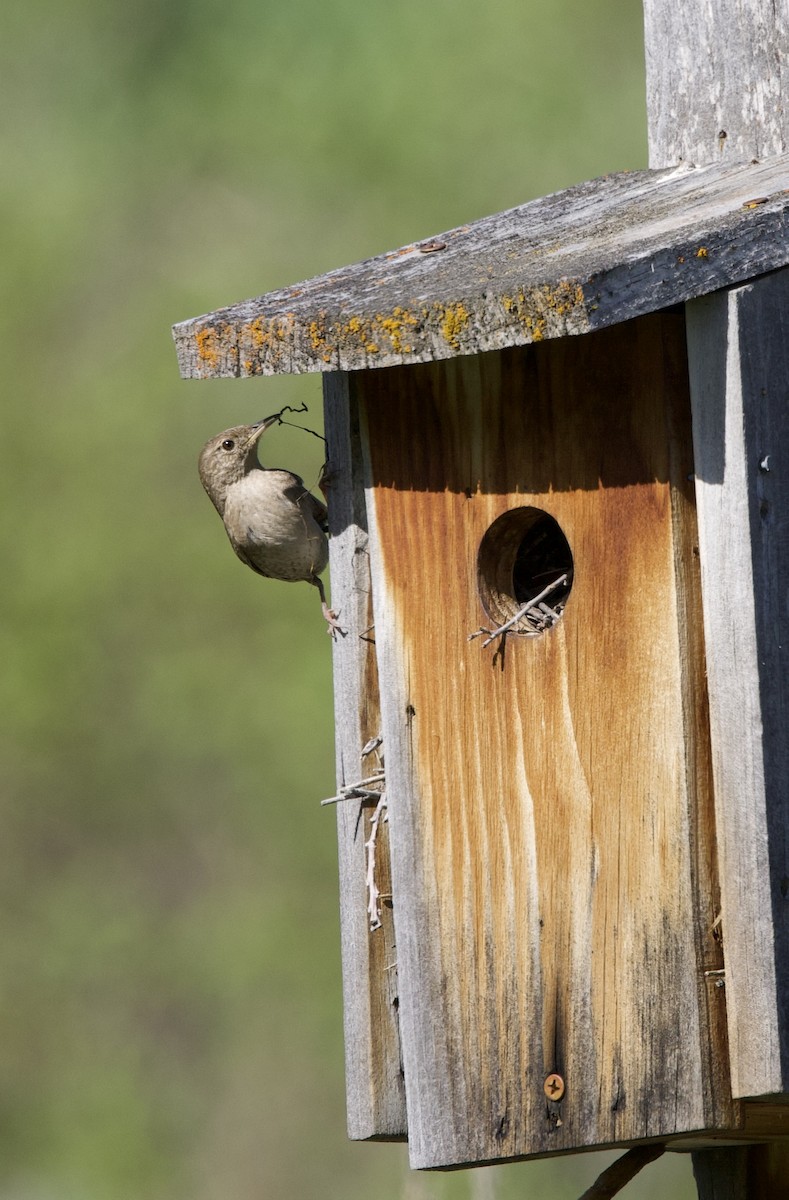 House Wren - ML620078253