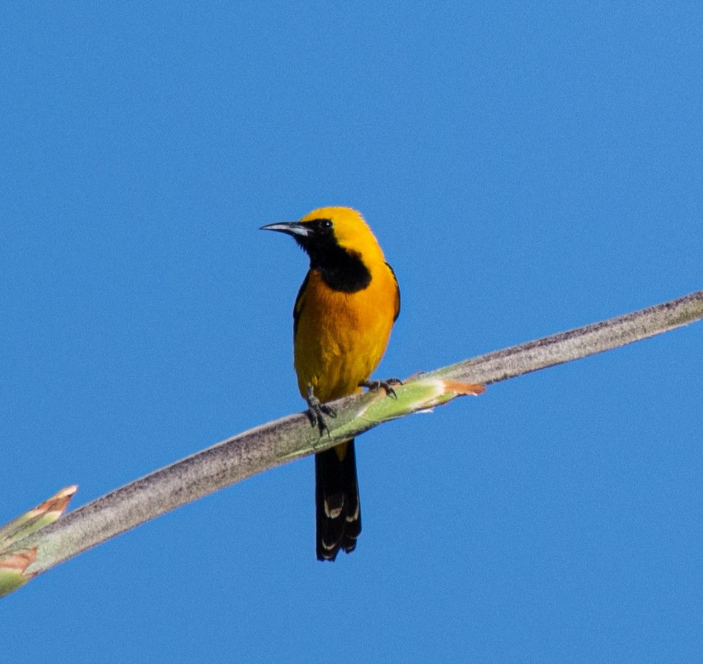 Oriole masqué - ML620078256