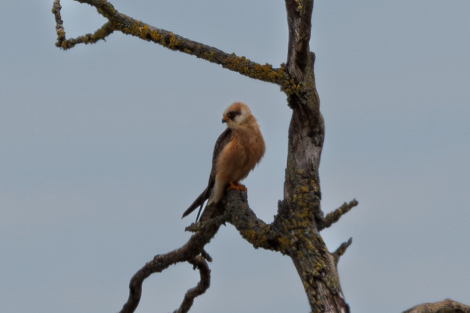 Red-footed Falcon - ML620078259