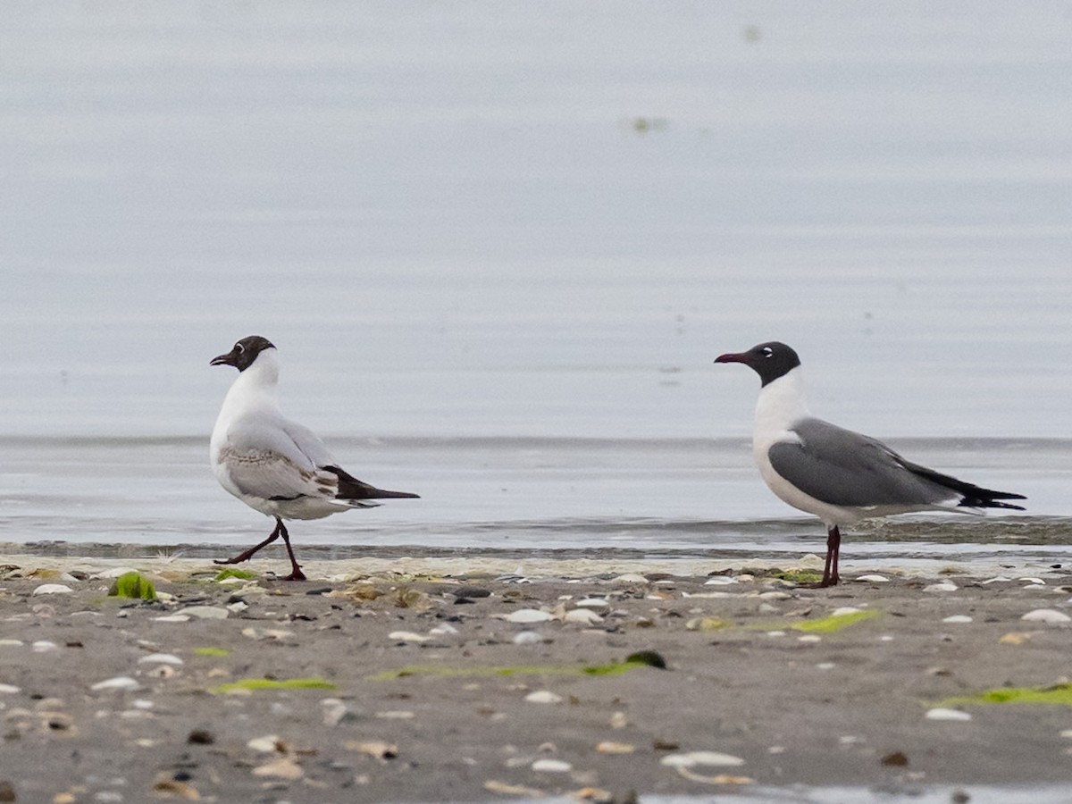 Mouette rieuse - ML620078260