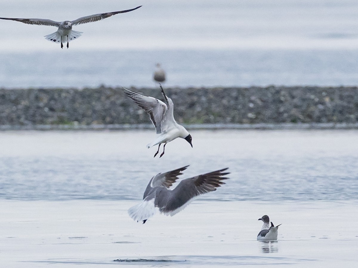 Black-headed Gull - ML620078261