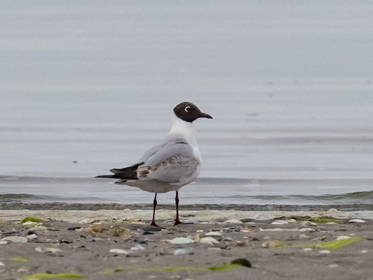 Black-headed Gull - ML620078262