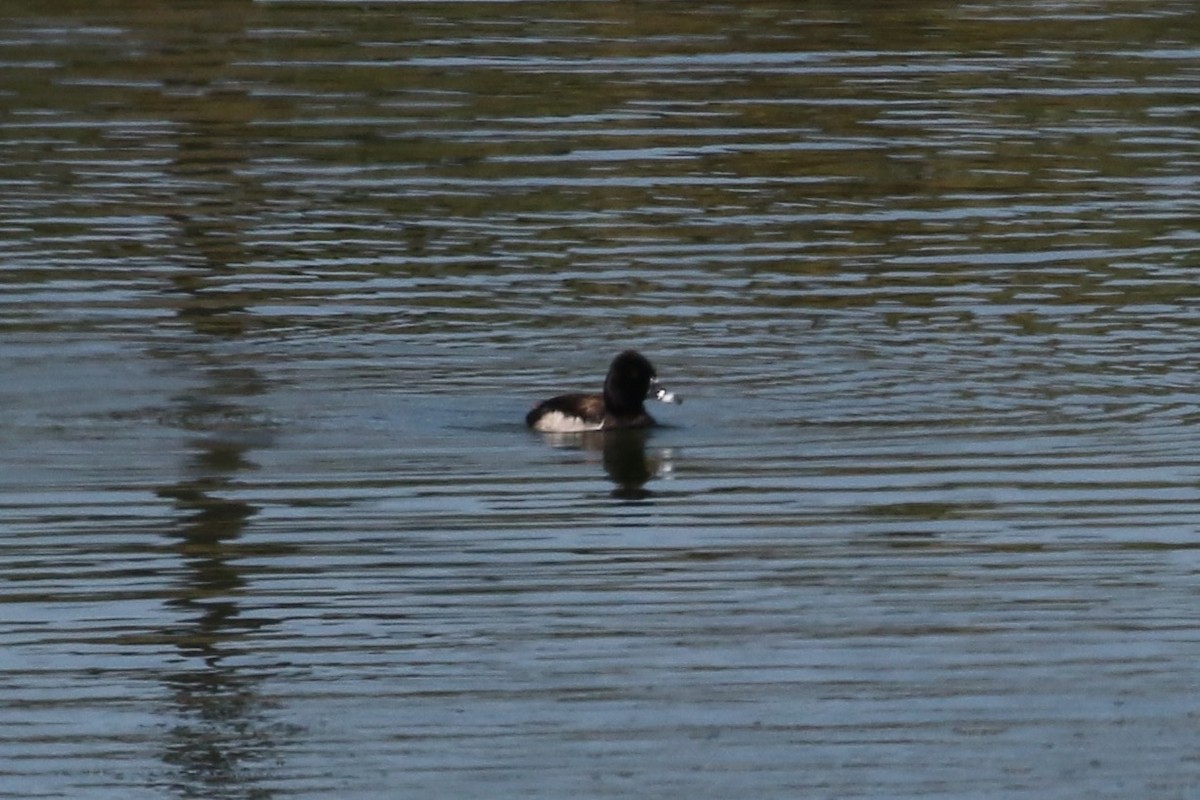 Ring-necked Duck - ML620078264