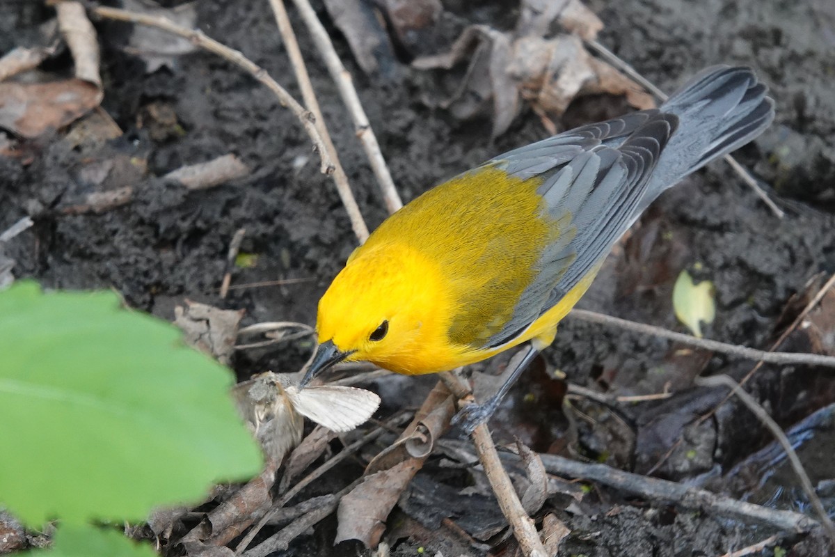 Prothonotary Warbler - ML620078273