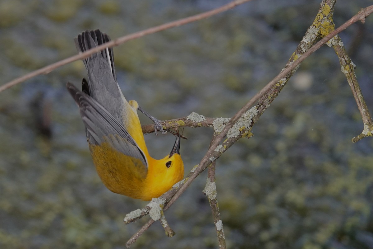Prothonotary Warbler - ML620078274