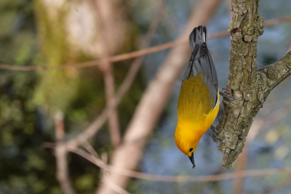 Prothonotary Warbler - ML620078275