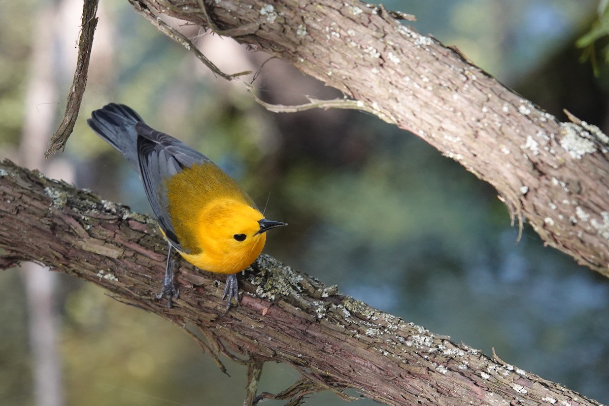Prothonotary Warbler - ML620078276