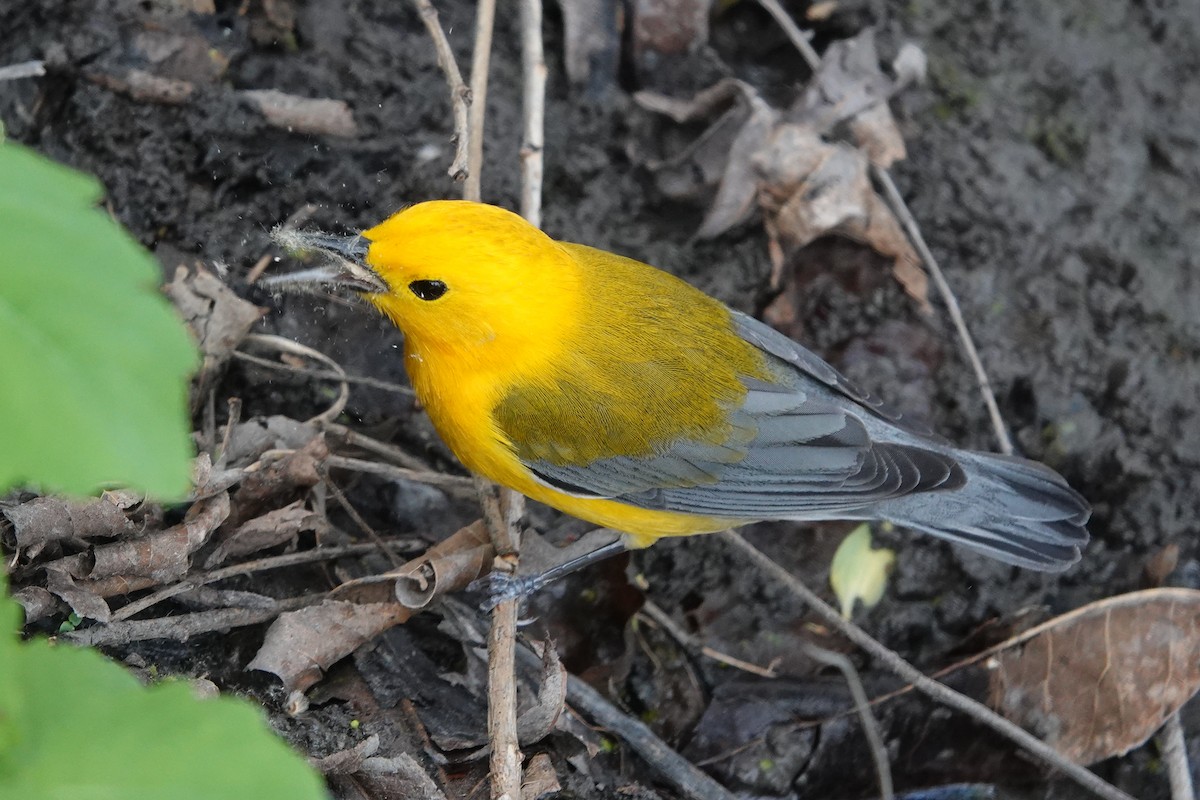 Prothonotary Warbler - ML620078277