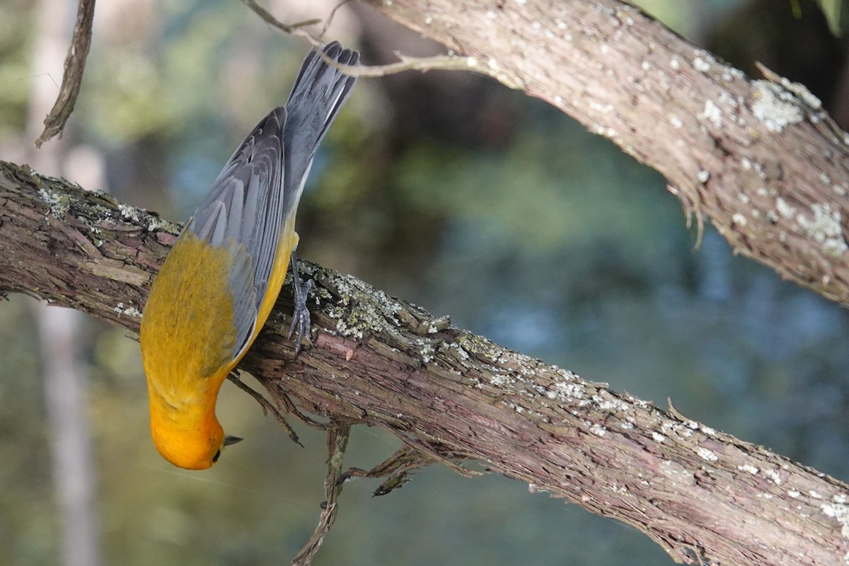 Prothonotary Warbler - ML620078278
