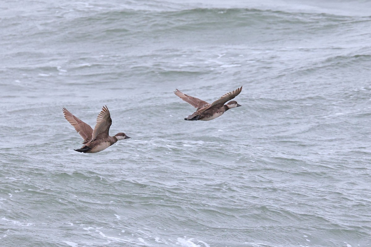 Black Scoter - ML620078282