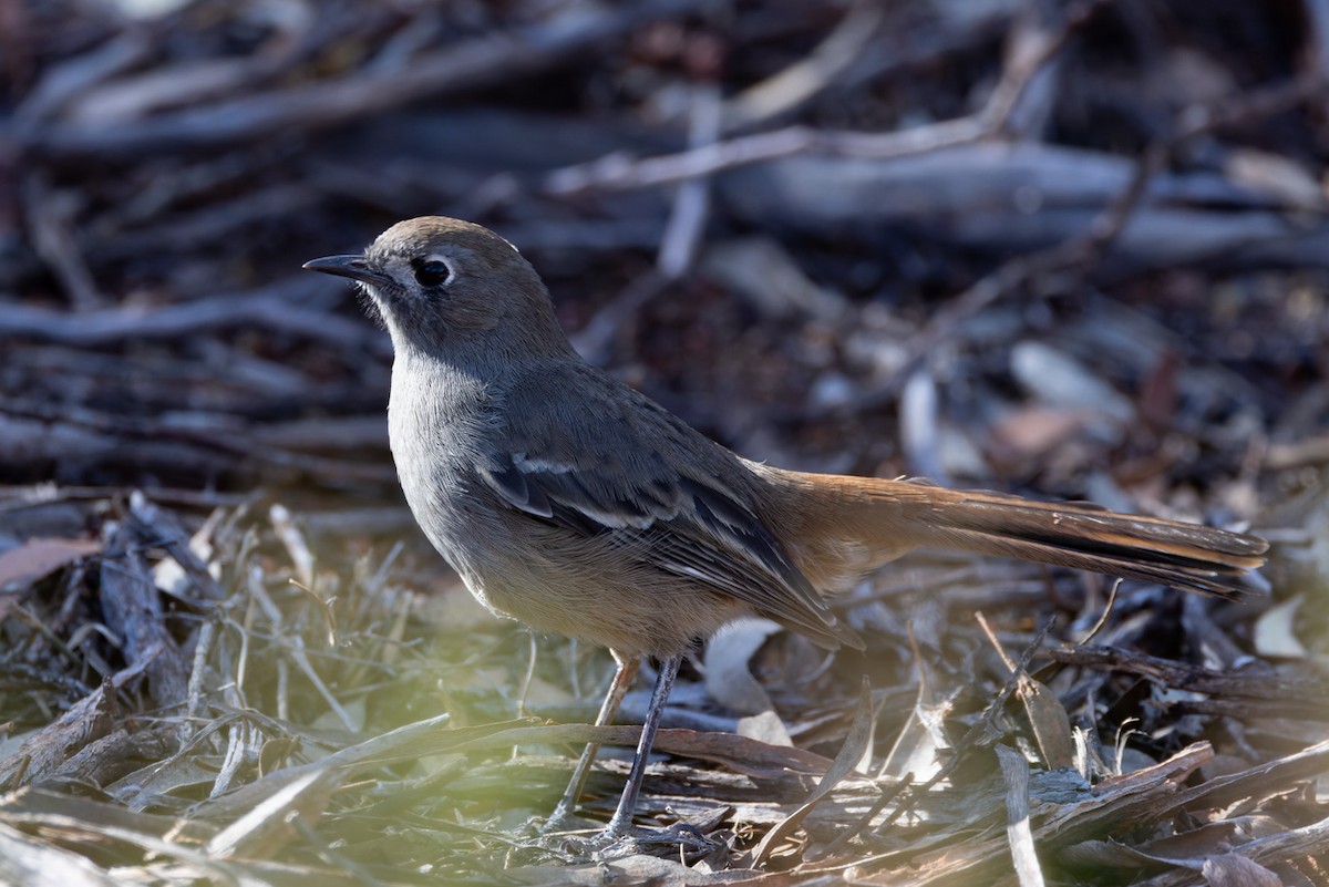 Southern Scrub-Robin - ML620078286