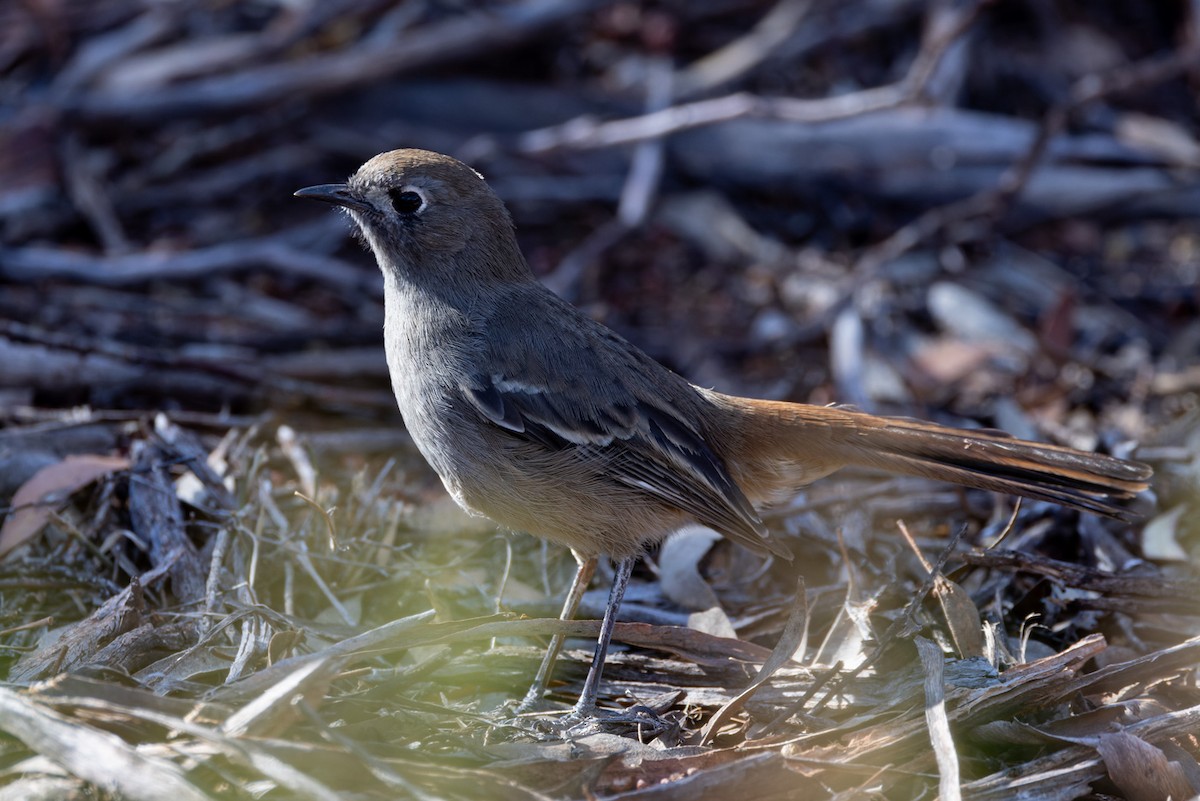 Southern Scrub-Robin - Steve Popple