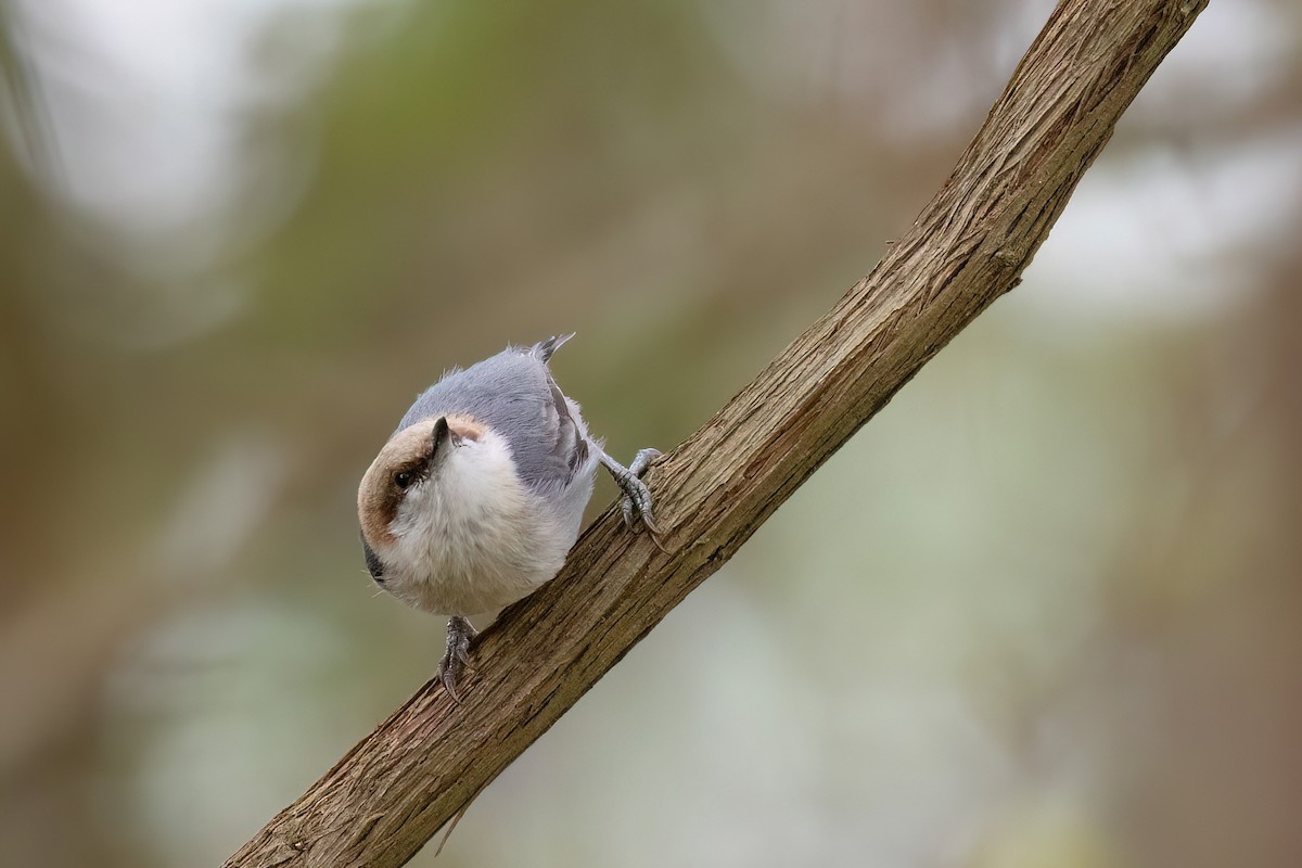 Brown-headed Nuthatch - ML620078290