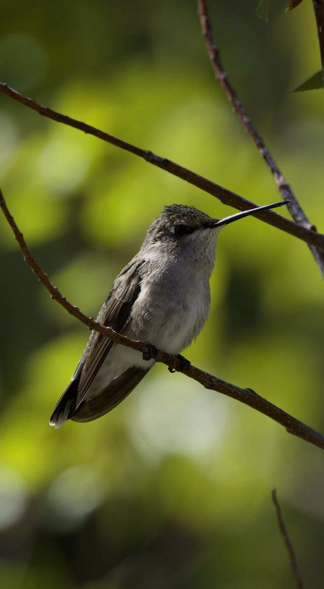 Black-chinned Hummingbird - ML620078294