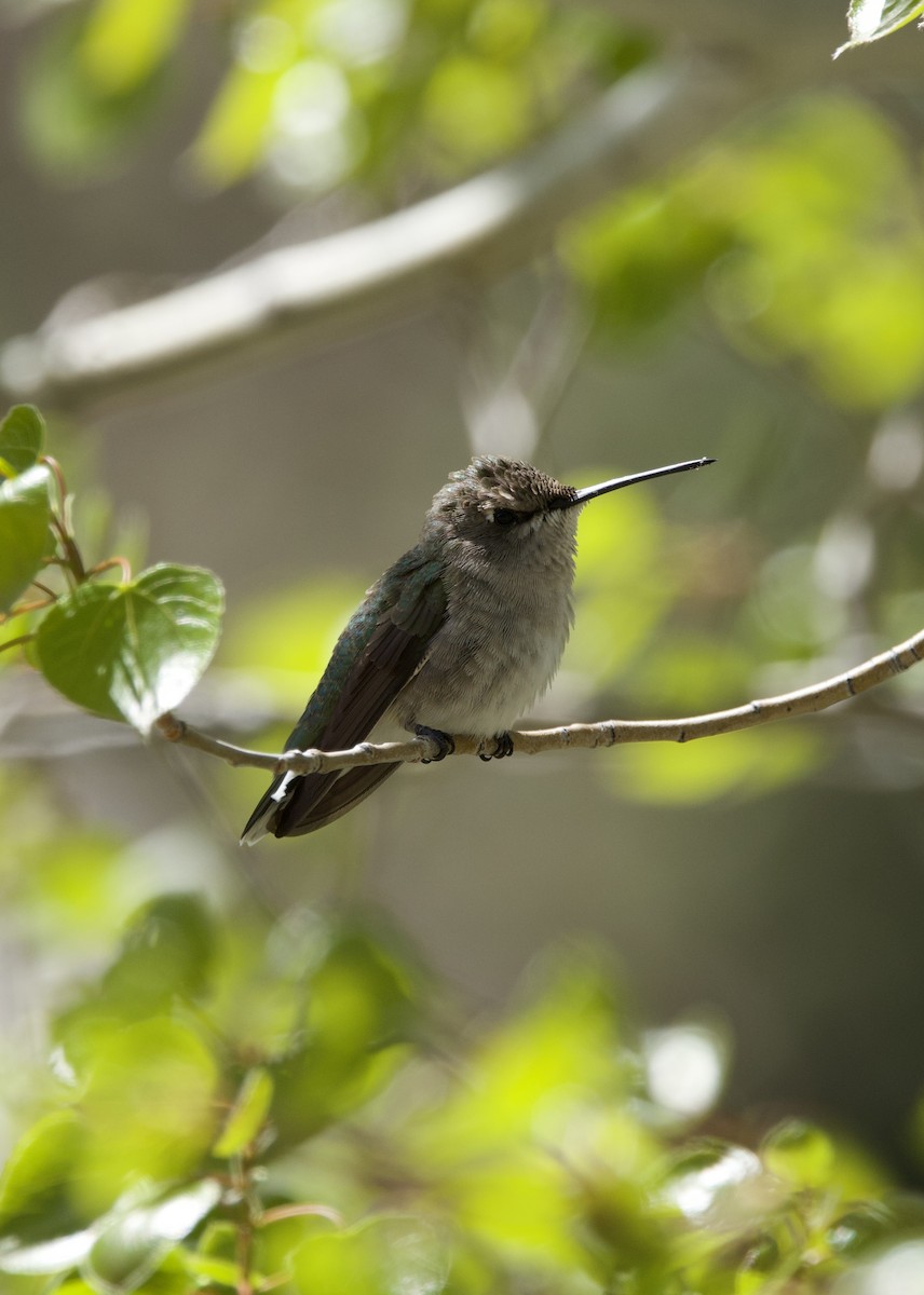 Black-chinned Hummingbird - ML620078295