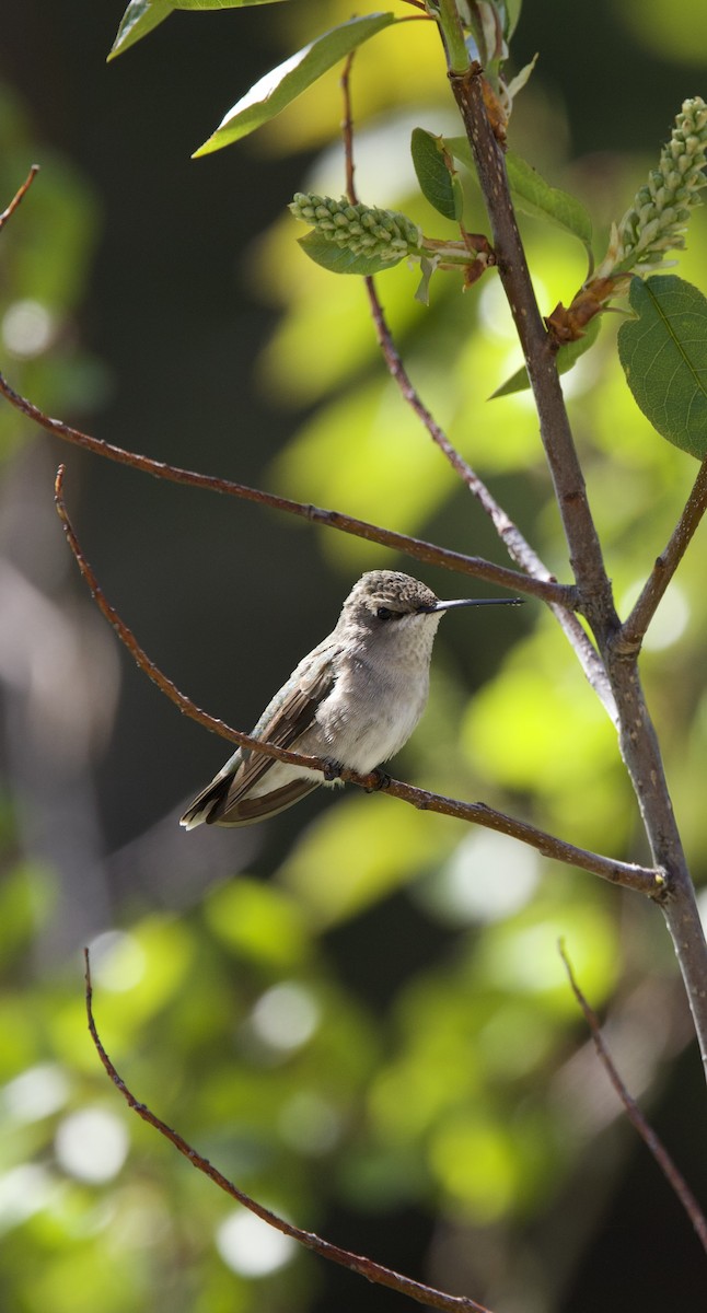 Black-chinned Hummingbird - ML620078296