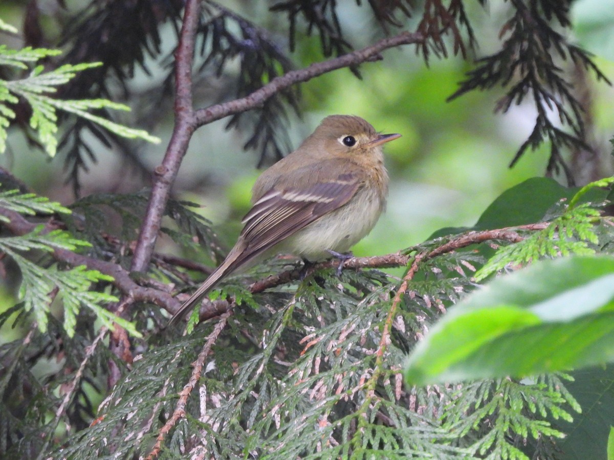 Western Flycatcher (Pacific-slope) - ML620078303