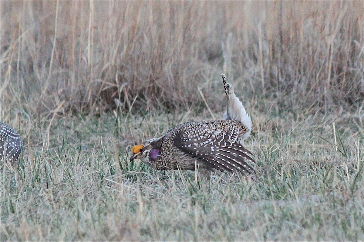 Sharp-tailed Grouse - ML620078337