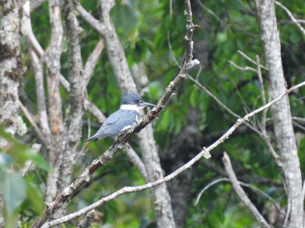Belted Kingfisher - ML620078344