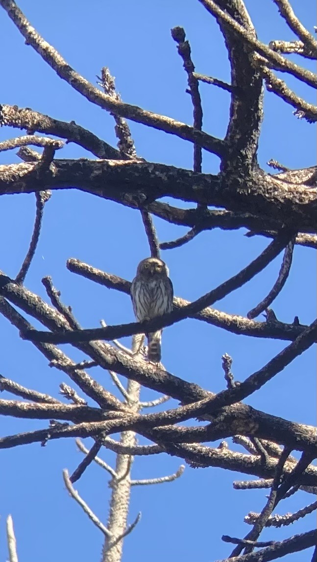 Northern Pygmy-Owl - ML620078346