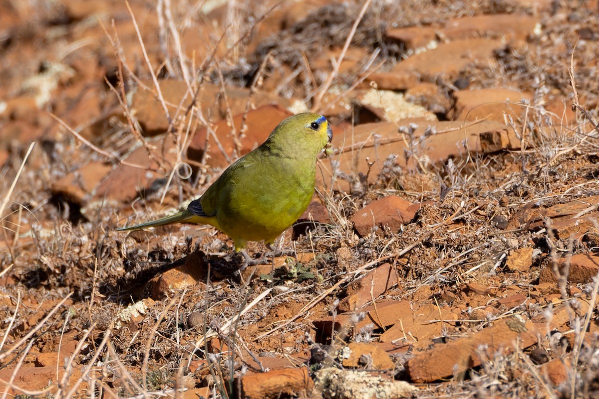 ワカナインコ - ML620078364