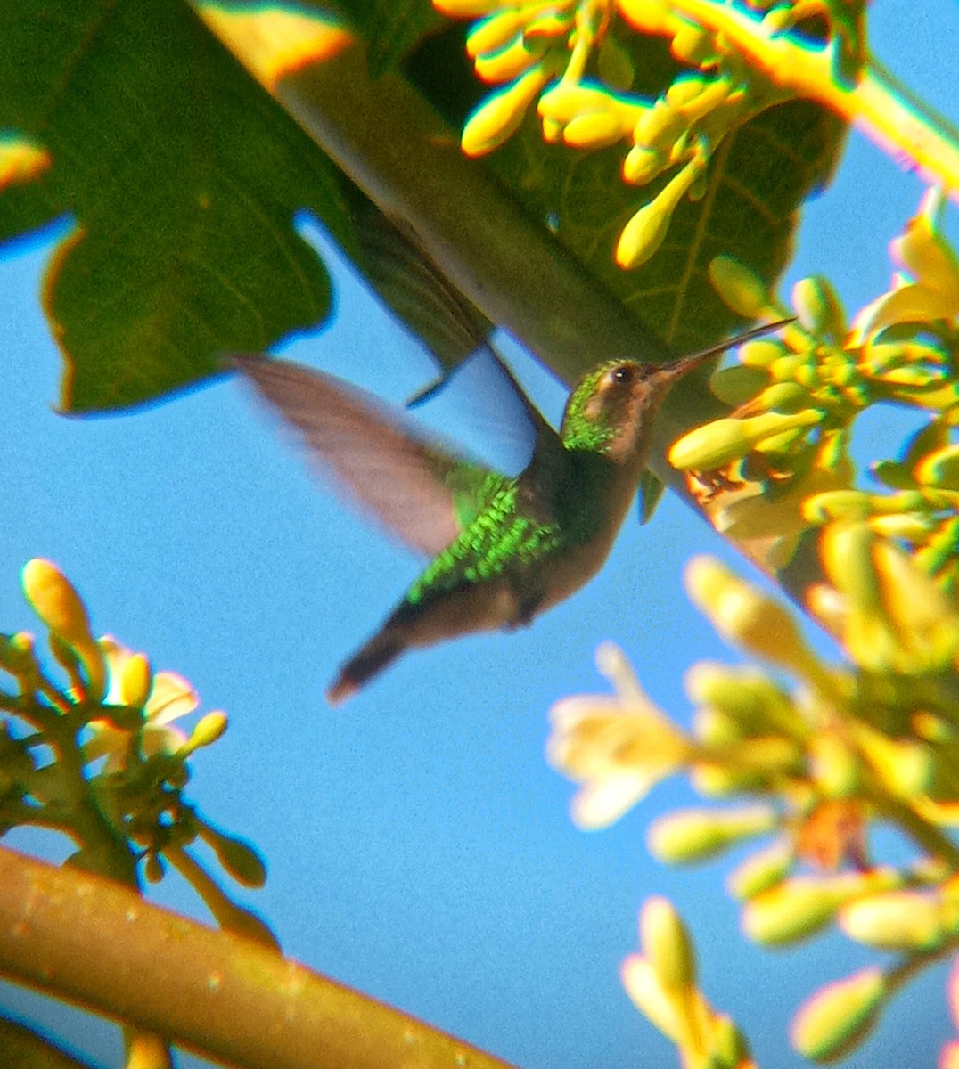 kolibřík lesklobřichý - ML620078366