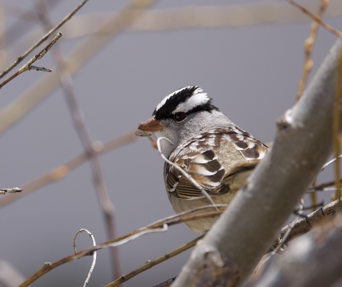 White-crowned Sparrow - ML620078367
