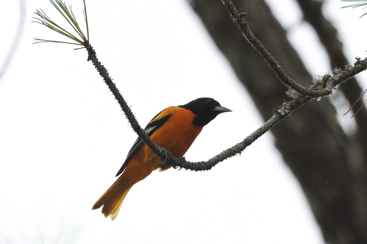 Baltimore Oriole - ML620078368