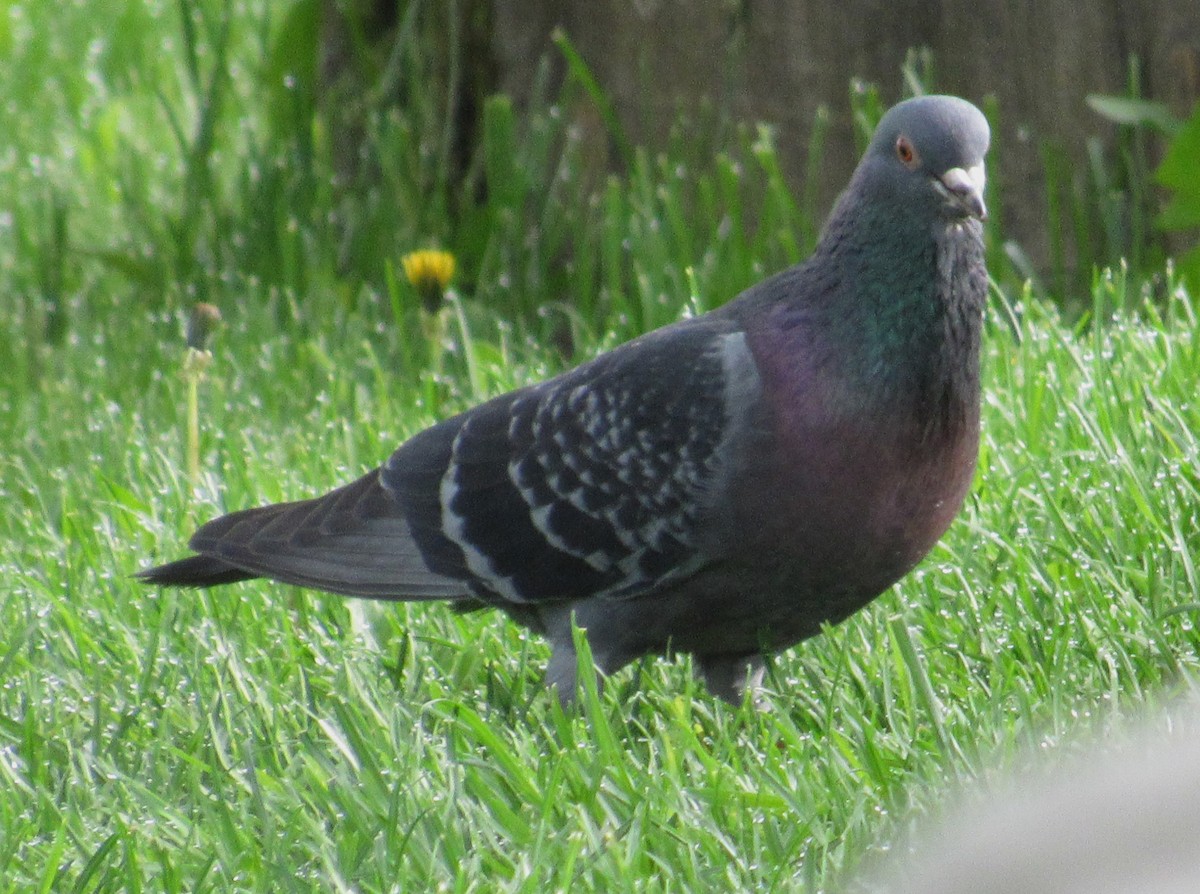 Rock Pigeon (Feral Pigeon) - ML620078372
