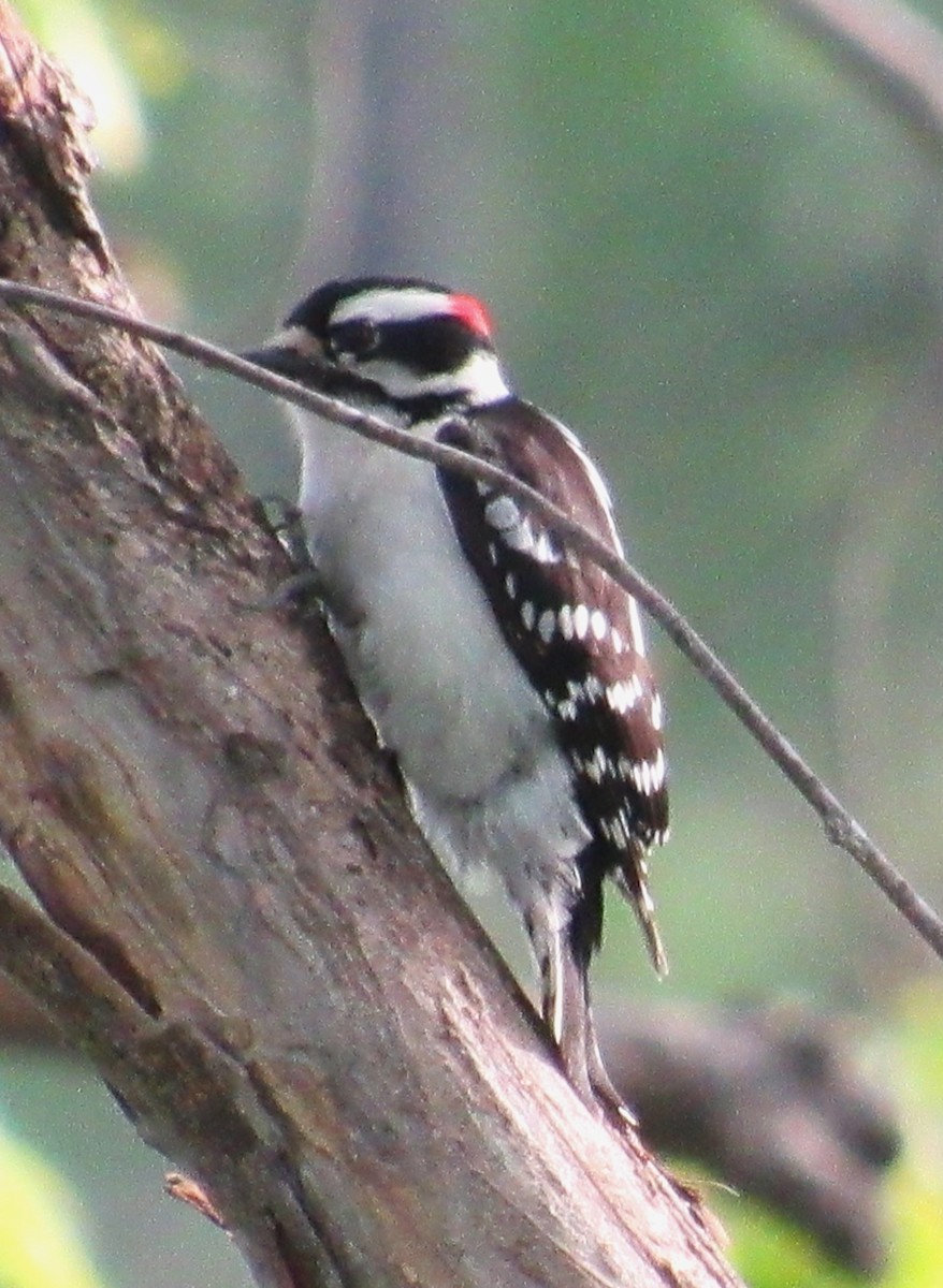 Downy Woodpecker - ML620078383