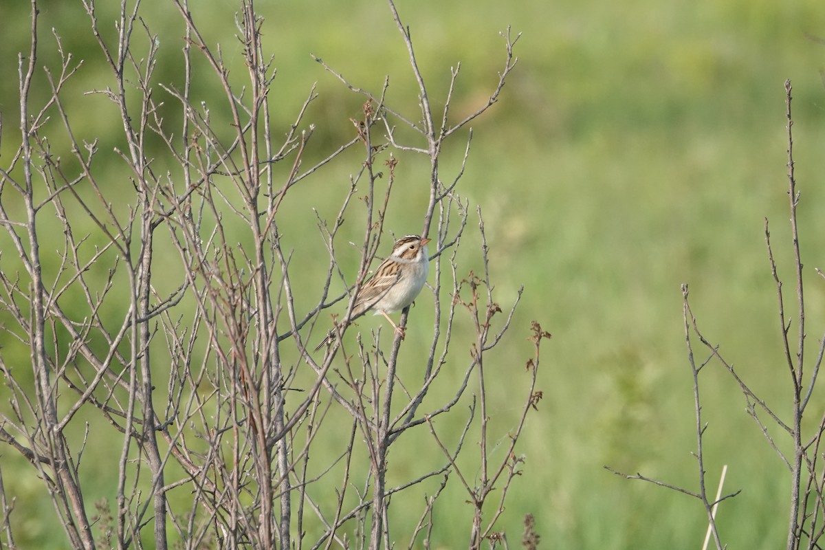 Clay-colored Sparrow - ML620078388