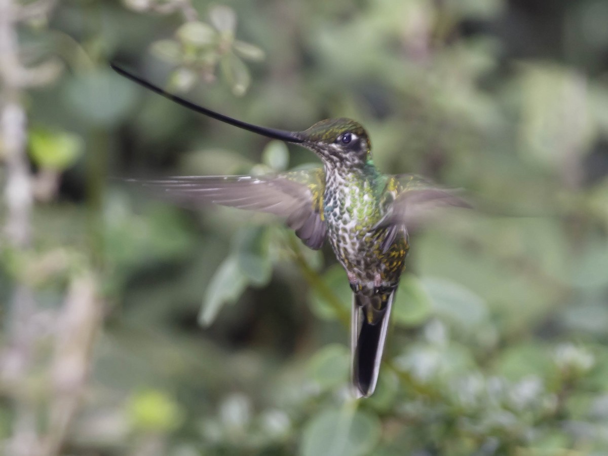 Sword-billed Hummingbird - ML620078395