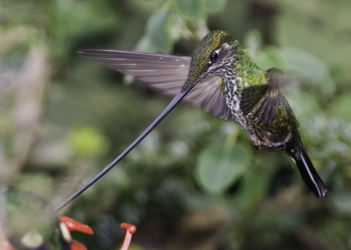 Sword-billed Hummingbird - ML620078396