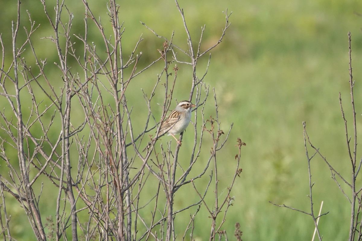 Clay-colored Sparrow - ML620078398