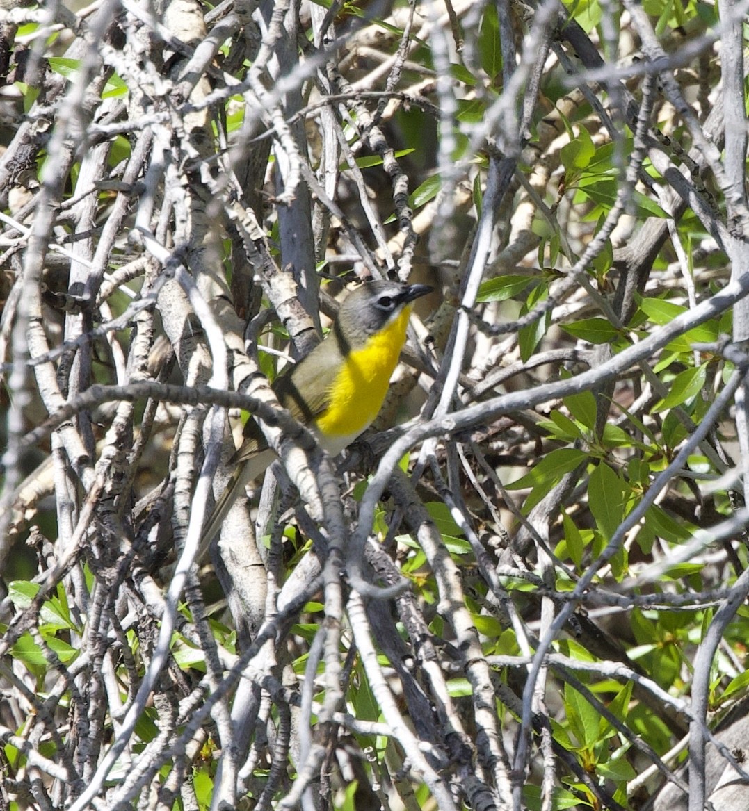 Yellow-breasted Chat - ML620078399