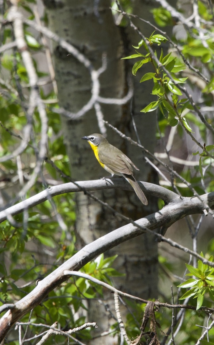 Yellow-breasted Chat - ML620078400