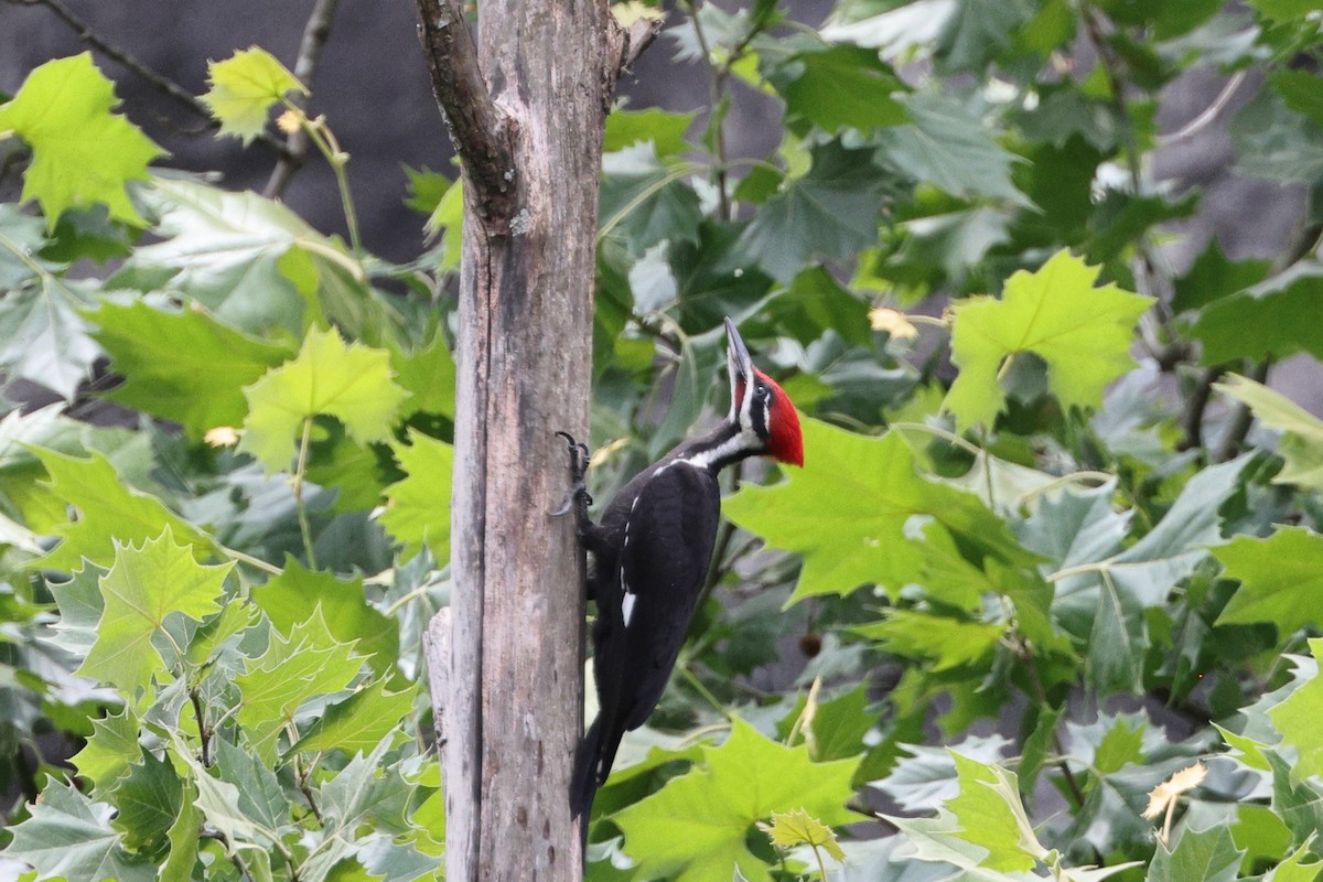 Pileated Woodpecker - ML620078408