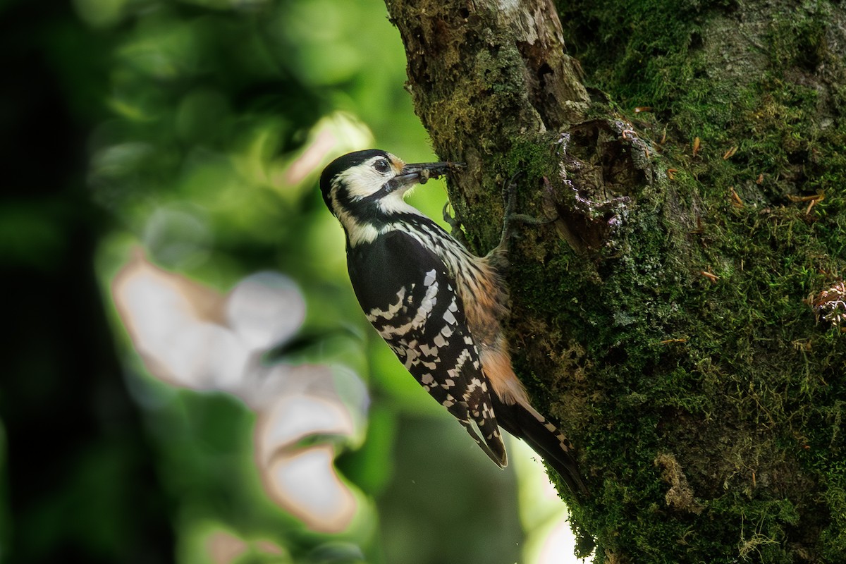 White-backed Woodpecker - ML620078421