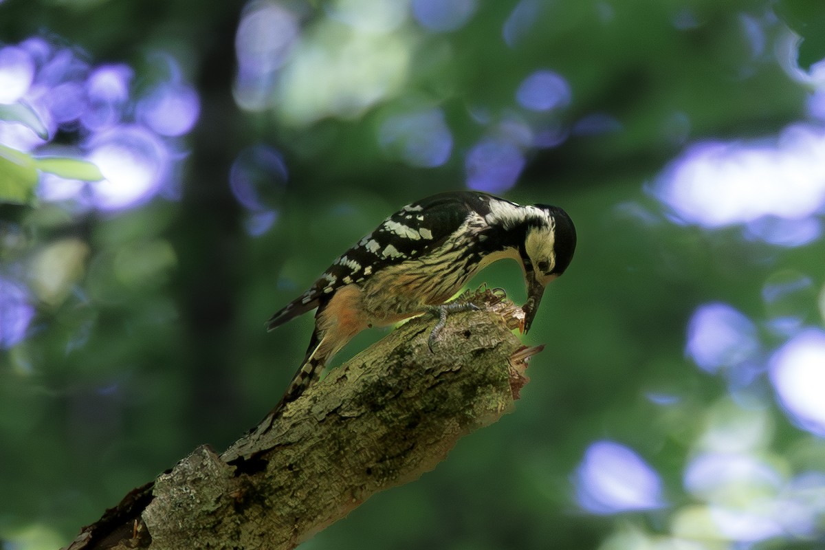 White-backed Woodpecker - ML620078425