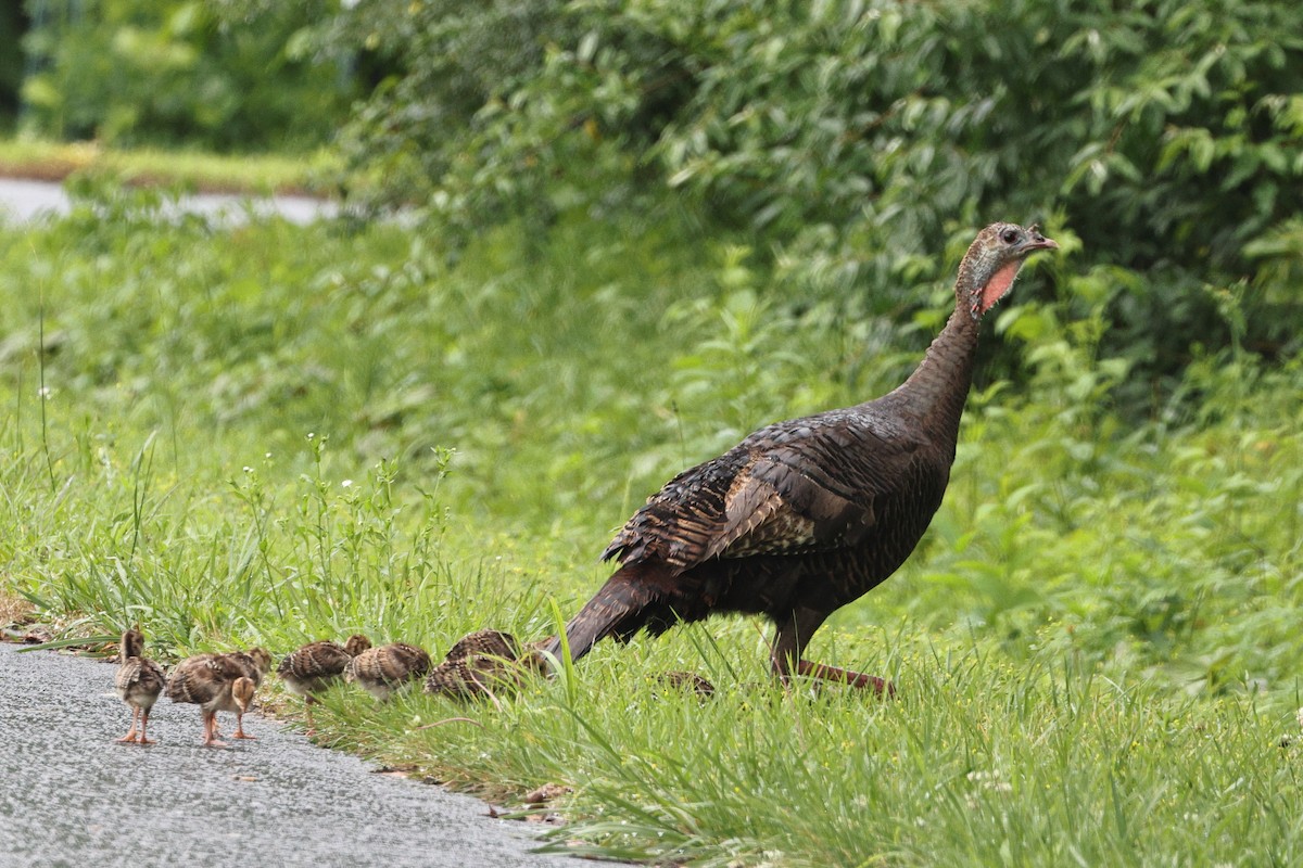 Wild Turkey - ML620078448