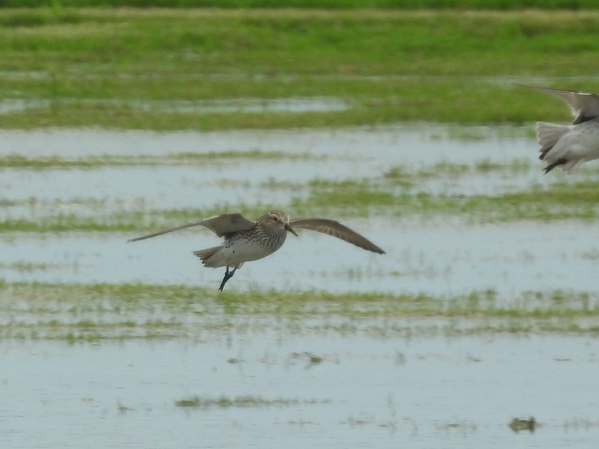 White-rumped Sandpiper - ML620078449