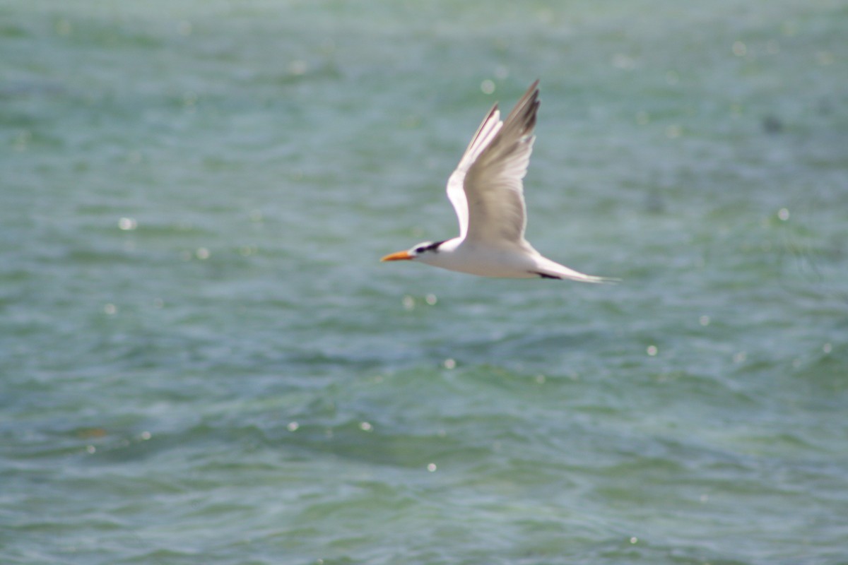 Royal Tern - ML620078467