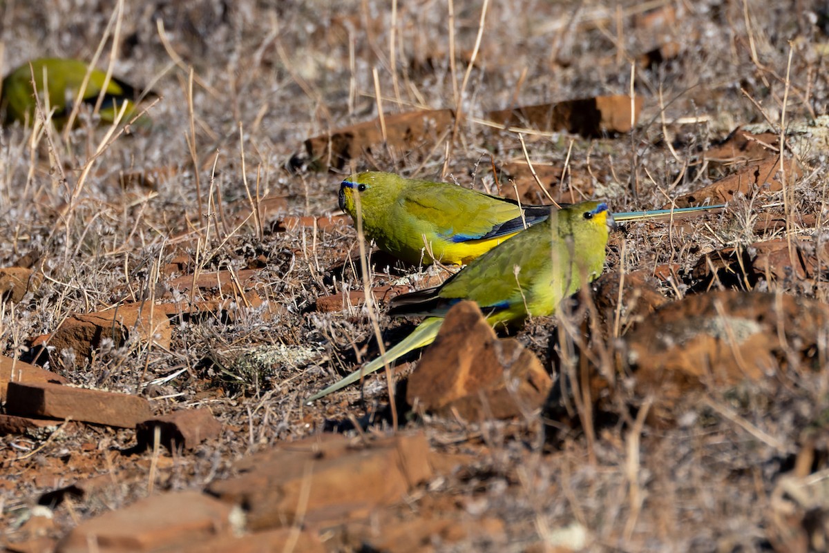 ワカナインコ - ML620078492